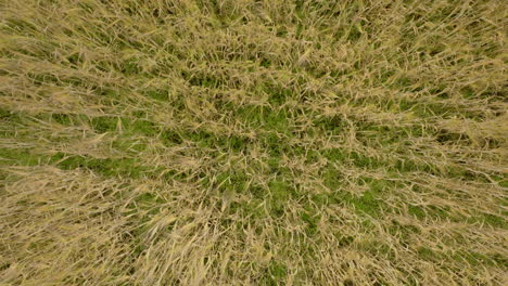 Viento-Suave-Que-Sopla-En-La-Granja-Agrícola-Con-Cultivos-De-Campo-De-Trigo