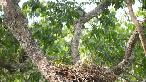 joven águila halcón cambiante en el nido en el árbol