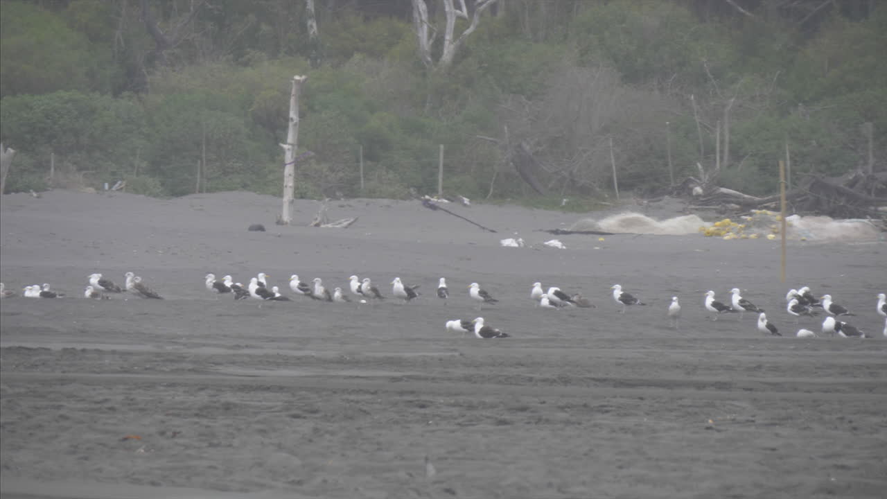 칠레 해안의 일리코 해변에 서 있는 바다표범, 손에 들고 있는 광범위한