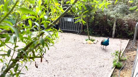 vista de cerca del curioso y cauteloso pavo real azul paseando por la granja