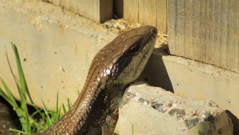 lagarto de lengua azul descansando en la valla de piedra en el jardín