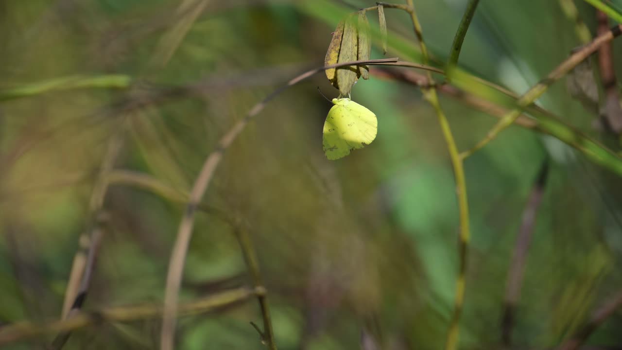 mariposa amarilla en una rama