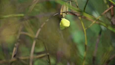 yellow butterfly on a branch
