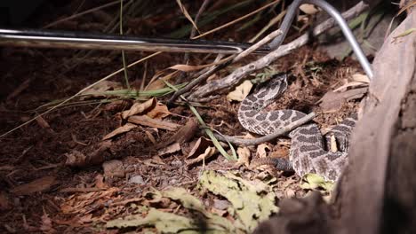 snake expert wrangling rattlesnake in the dark slomo