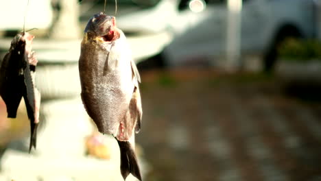 Filetiertes-Galjoen-Dichistius-Capensis,-Tropftrocknend-Im-Freien,-Drittel