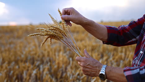 hands of old man holding a little bouquet of wheat spikelets. yellow ripe filed of corn at backdrop in blur.