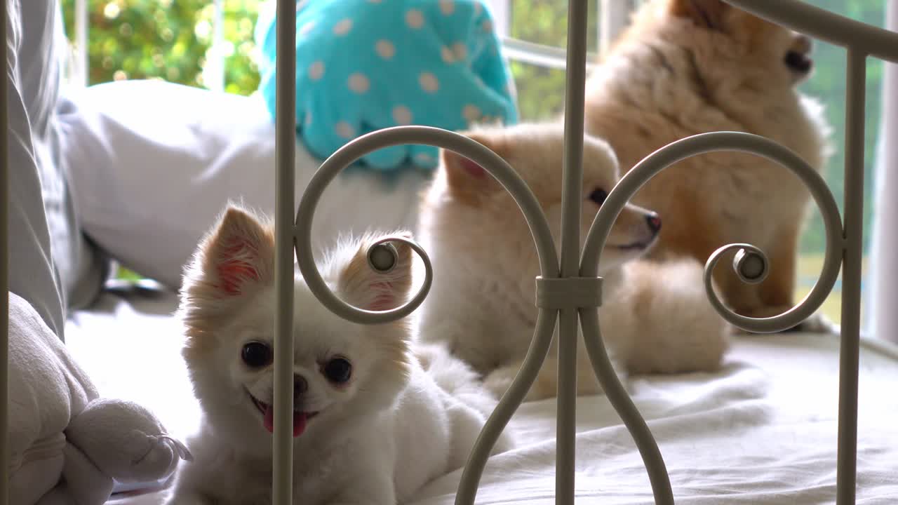 가족 개 귀여운 애완동물, dolly 짧은 4k