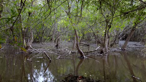 Jungle-mangroves-in-the-island-of-Cat-Ba-Vietnam-near-the-port-of-Hai-Phong,-Handheld-pan-left-shot