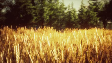 scene of sunset or sunrise on the field with young rye or wheat in the summer