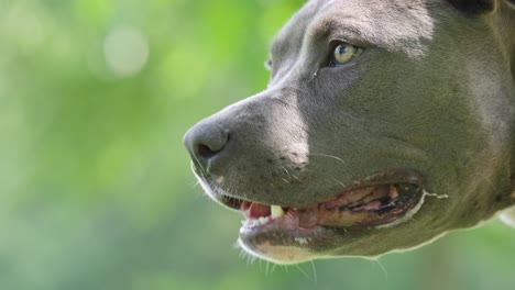 gray pit bull with hazel eyes panting and drooling in slow motion