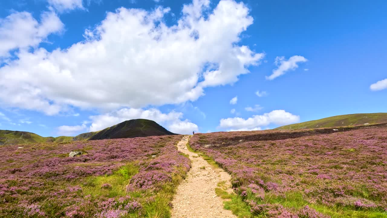 A steady camera moves forward along a winding dirt trail through blooming heather, under bright daylight and blue skies in Glen Clova, Scotland