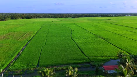 aerial view of lush green rice paddy fields and palm trees