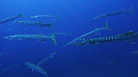 la delgada barracuda de cola amarilla nada pacíficamente en las aguas azules del océano