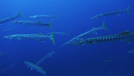 slender yellowtail barracuda swim peacefully in open blue ocean water