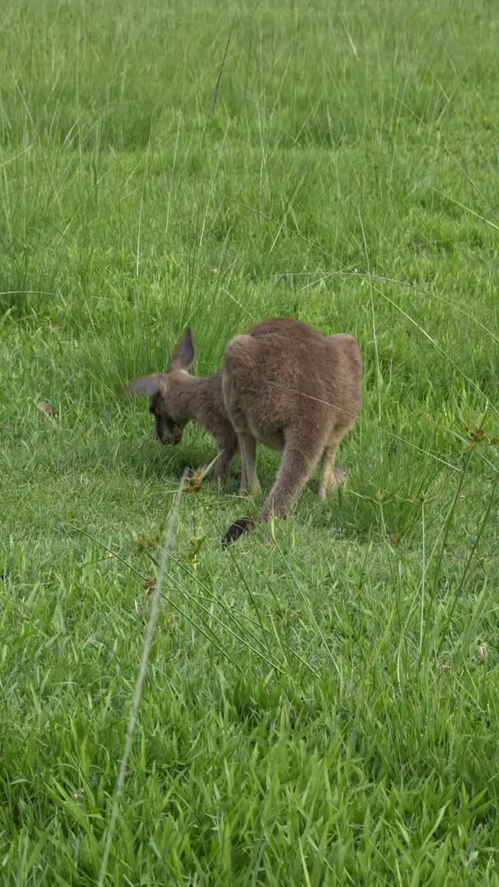 Eastern Grey Kangaroo Grazing On Green Grass In Queensland, Australia - Vertical Shot