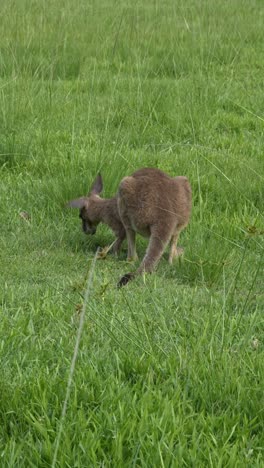 eastern grey kangaroo grazing on green grass in queensland, australia - vertical shot