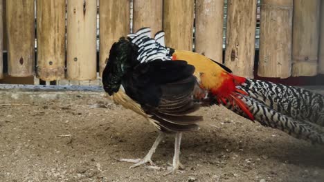 colorful pheasant in a zoo enclosure