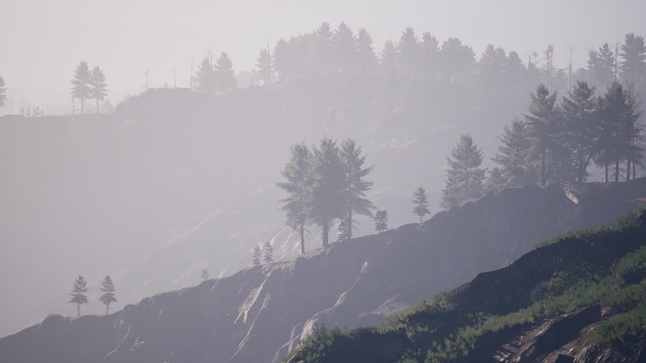 안개가 가득한 산림 풍경