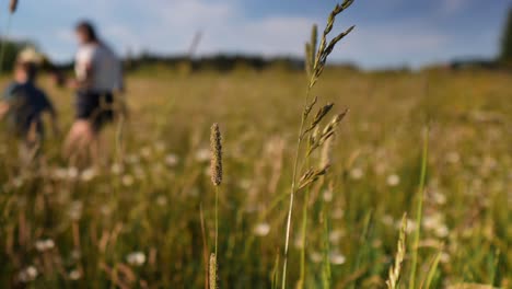 meadow on a sunny summer day