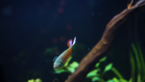 coloridos peces arcoiris nadando alrededor