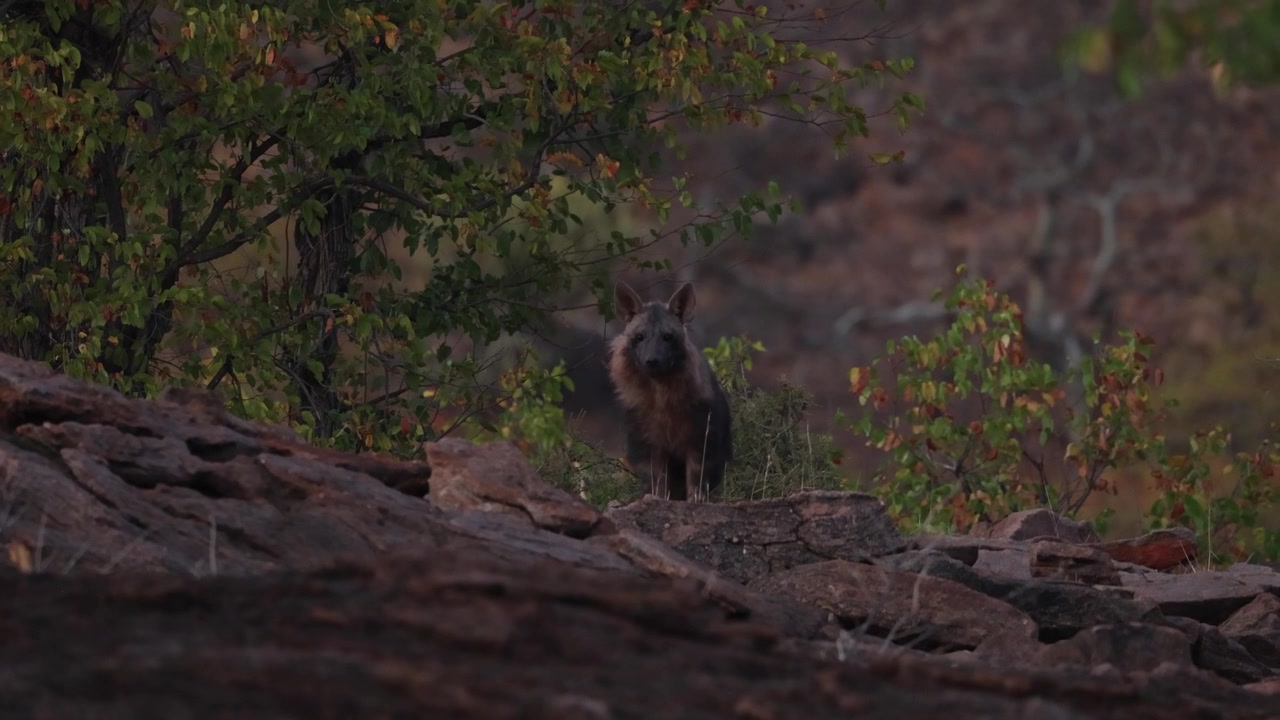 Anak Hyena Cokelat Muda Mengintip Hati-hati di Balik Gundukan Berbatu di Wilayah Tuli, Botswana, Diterangi Cahaya Pagi yang Lembut