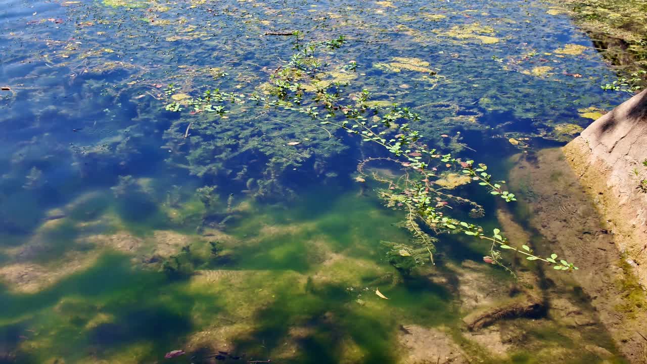 Lago d'acqua dolce poco profondo: l'acqua limpida rivela alghe e piante sommerse, un argine in pietra ne delinea il bordo, foglie galleggianti e fiori rosa suggeriscono un bacino di pianura con una ricca ecologia