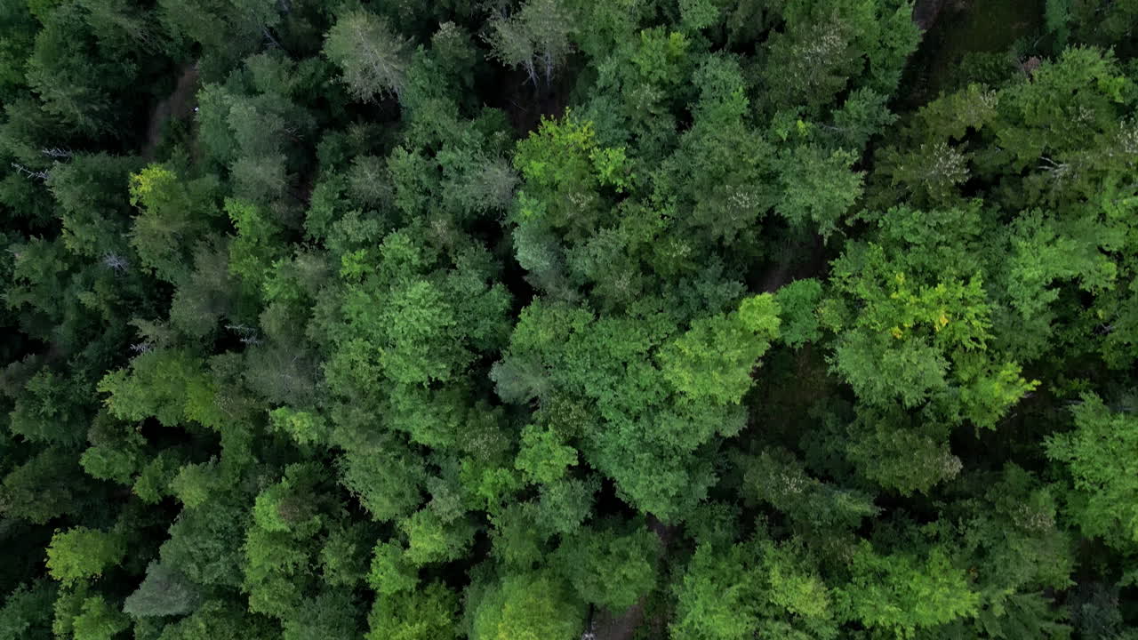 fotografía de un avión no tripulado de un bosque verde y saludable