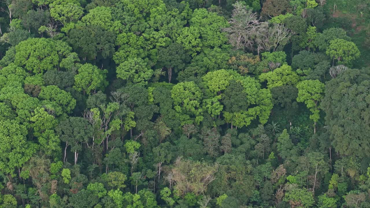Drone flyover of a pristine tropical rainforest, perfect for themes of nature and sustainability. Indonesia tropical rain forest