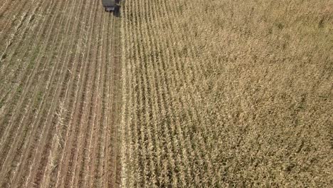 Antena,-Disparo-De-Drones,-Sobre-Una-División-De-Trigo-Cosechado-Y-Fresco-En-Un-Campo,-En-El-Campo-En-Un-Día-Soleado