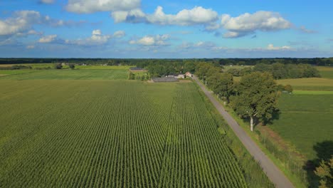 avión no tripulado hacia adelante sobre campos de cultivos plantados en línea con la perspectiva de la carretera