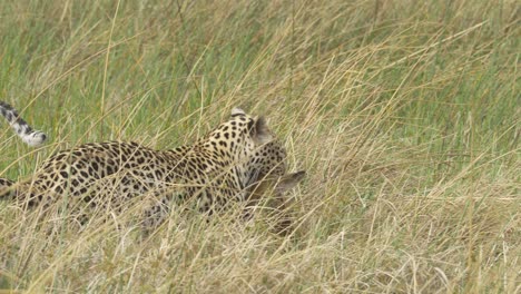 Caza-Exitosa-De-Leopardo,-Presa-Bebé-Lechwe-En-Hierba-Alta