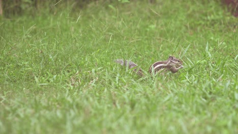 squirrel sitting on grass eating grass