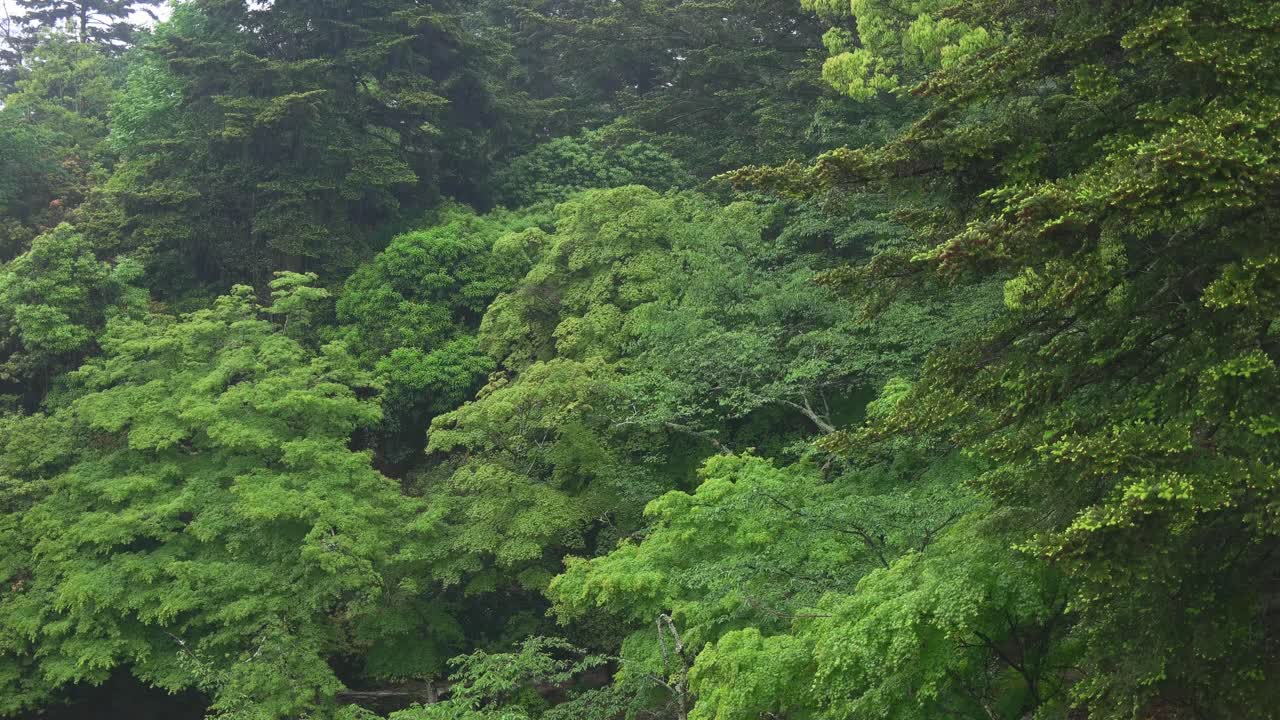 雨天在日本的綠色森林, 4k