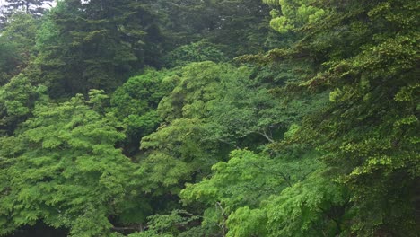 Regentag-In-Einem-Japanischen-Grünen-Wald,-4k