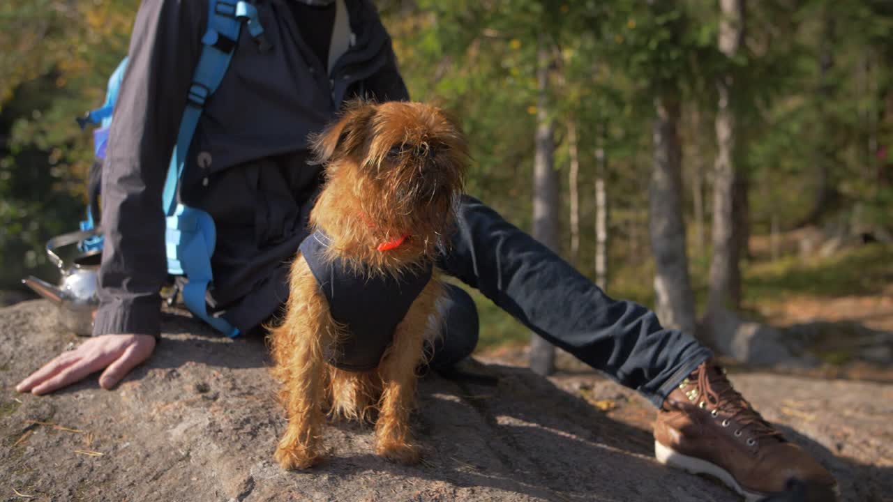 연애를 멀리 바라보는 숲 속의 귀여운 그리폰 개