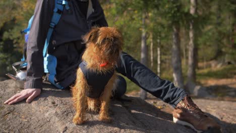 lindo perro leonado en un bosque mirando hacia otro lado a la historia de amor