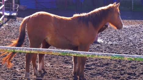 horse standing in front of a cow in a muddy pasture on the farm