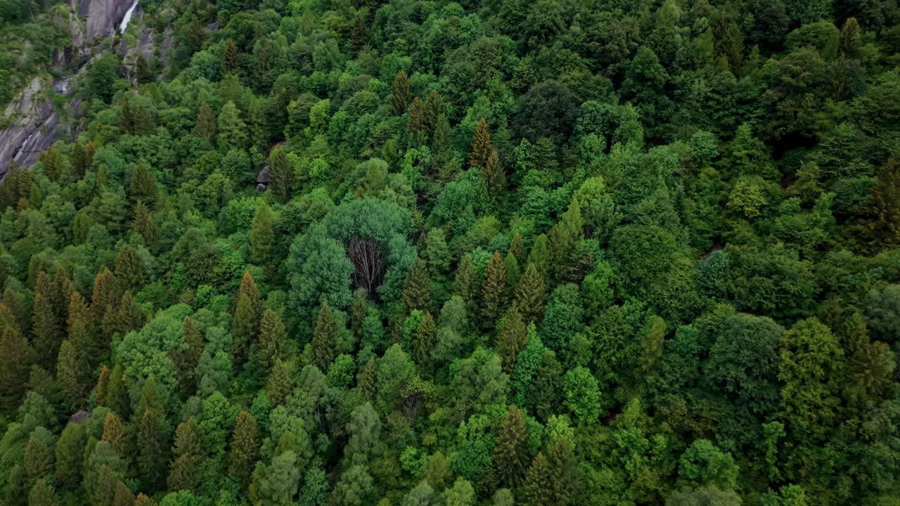 Aerial drone moves backward in a slight arc above dense Alpine forest revealing a nearby mountain waterfall