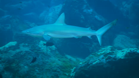 scuba diving with a beautiful juvenile galapagos shark