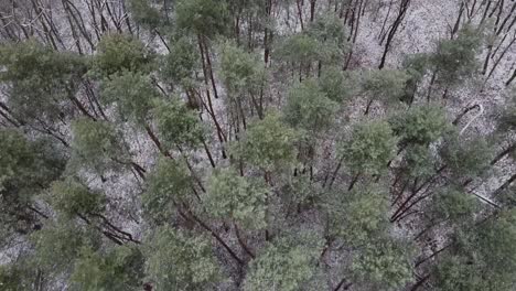 Drone-snowy-forest-green-trees-top-down-drone-video