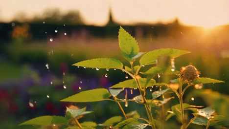 dew-kissed leaves at sunset in a garden
