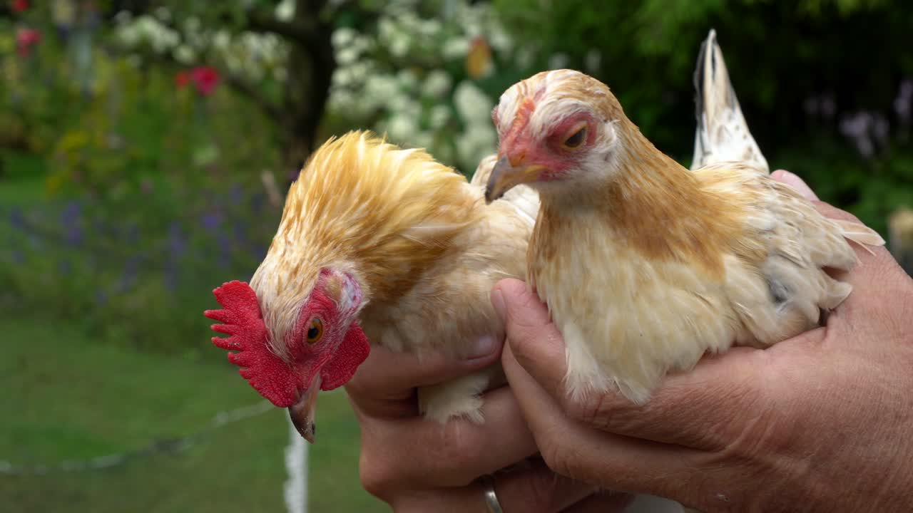 pollos de gallo y gallina sostenidos por un agricultor en las manos, cerrados