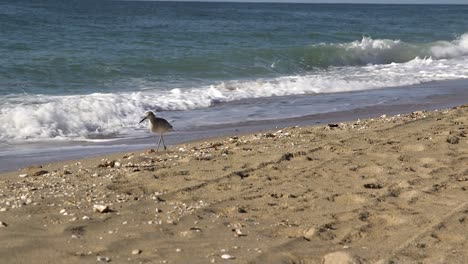 A-Sandpiper-walk-along-the-wrack-line-of-shells-and-debris-on-the-beach,-Rocky-Point,-Puerto-Peñasco,-Gulf-of-California,-Mexico