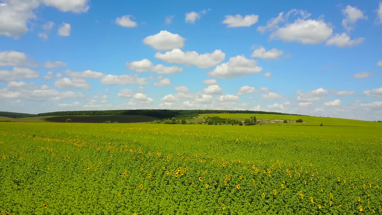 Field Of Sunflowers. Summer landscape with a field of sunflowers