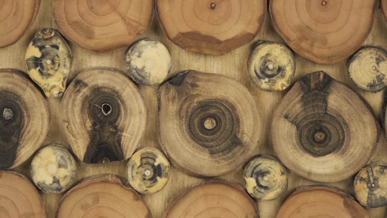 Round unpainted wooden cuts of branches of different tree species. Top view.