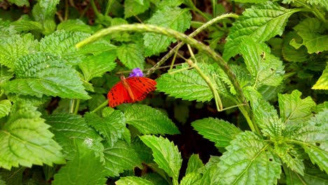 a butterfly flies in a meadow over purple flowers