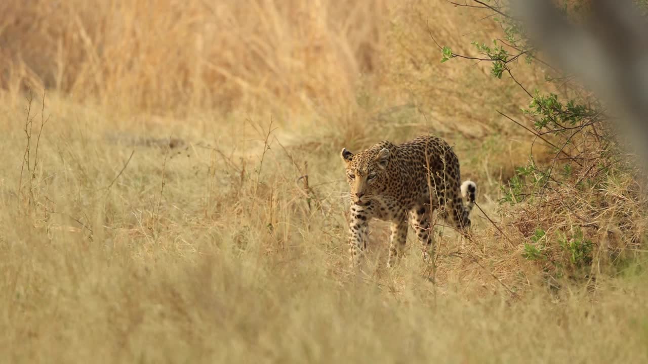 toma amplia de un leopardo alerta en la pradera seca antes de comenzar a caminar, khwai botswana