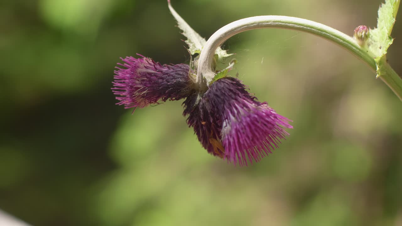 cerca de un cardo morado florecido meciéndose en el viento