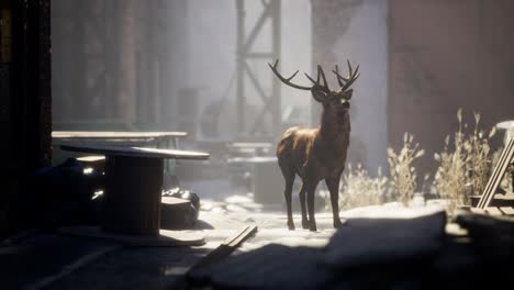 Wild-deer-rooming-around-the-streets-in-abandoned-city