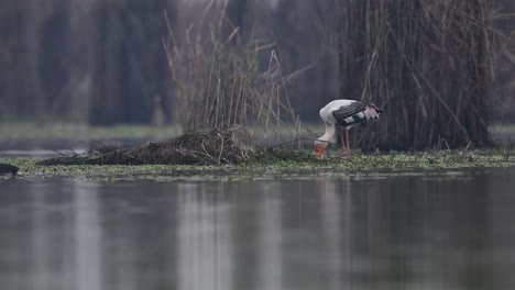 Bemalter-Storch-Fischen-Im-Feuchtgebiet